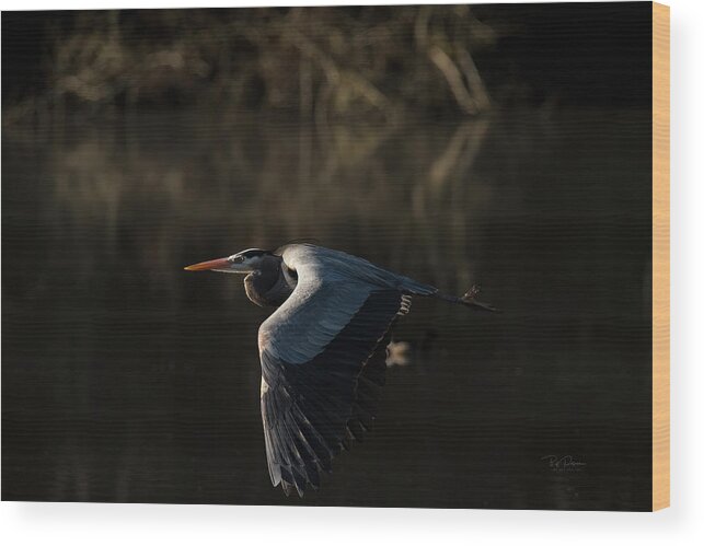 Heron Wood Print featuring the photograph Close Encounter #1 by Bill Posner