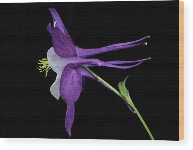 Floral Wood Print featuring the photograph Columbine 781 by Julie Powell