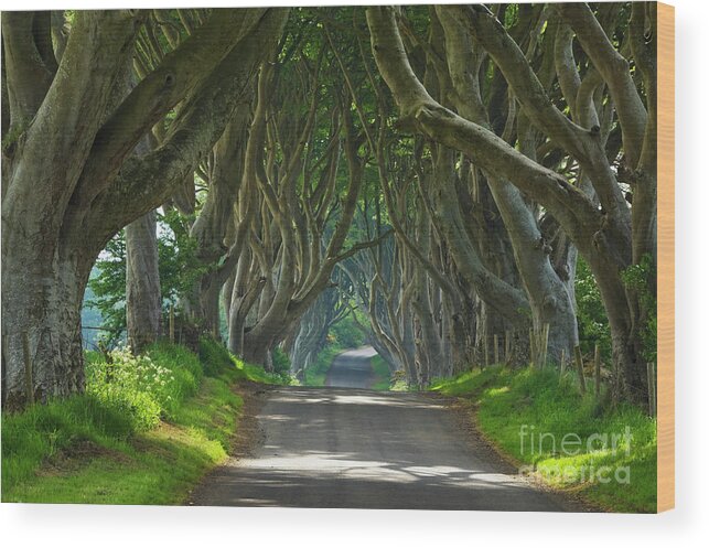 Dark Hedges Wood Print featuring the photograph Dark Hedges, County Antrim, Northern Ireland by Neale And Judith Clark