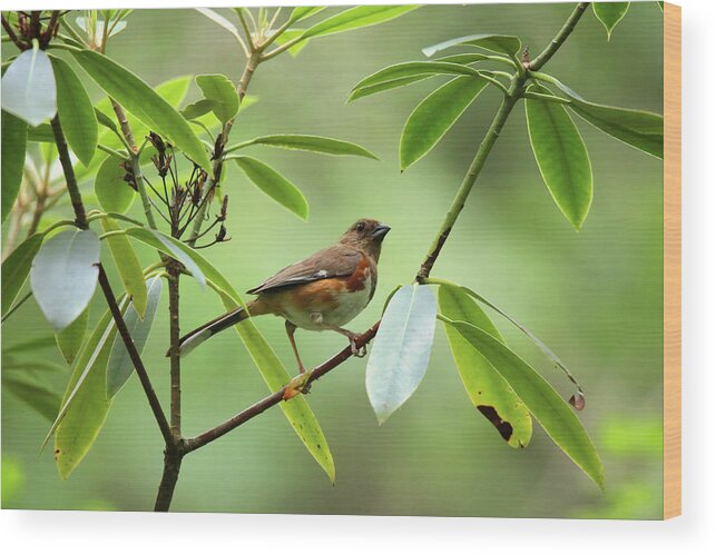 Eastern Towhee Wood Print featuring the photograph Eastern Towhee #1 by Scott Burd