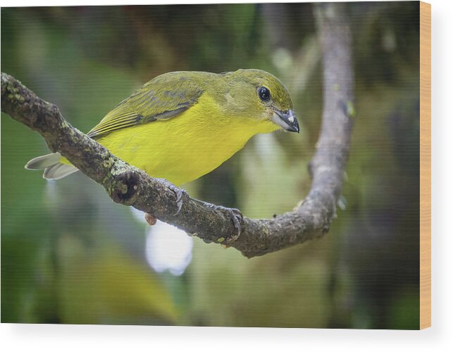 Colombia Wood Print featuring the photograph Female Thick Billed Euphonia Entreaguas Ibague Tolima Colombia by Adam Rainoff