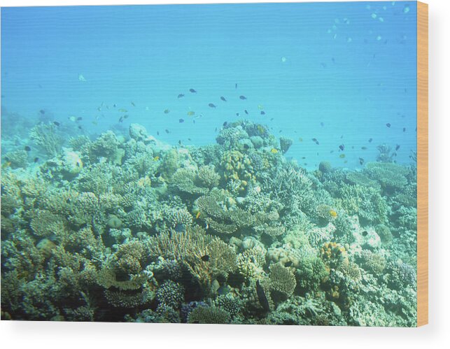 Sea Wood Print featuring the photograph fish among corals in Red Sea #1 by Mikhail Kokhanchikov