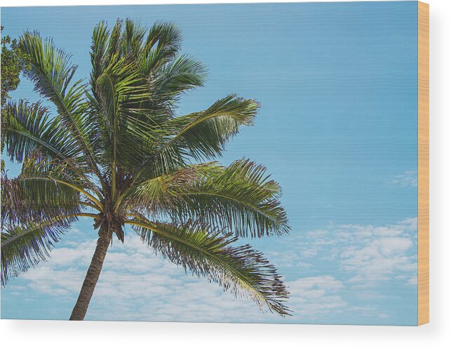 Blue Wood Print featuring the photograph Florida Palm by George Strohl