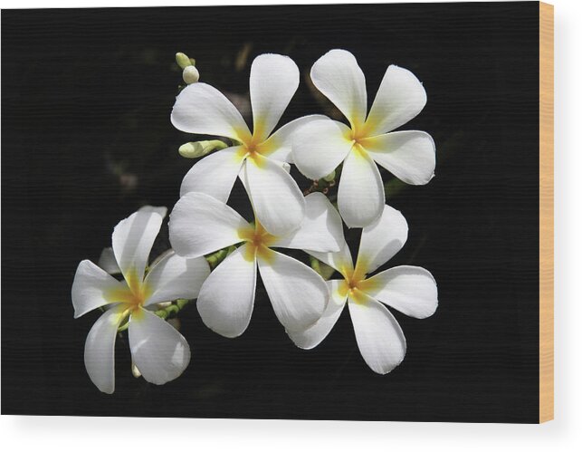 Plumeria Wood Print featuring the photograph Fragrant Hawaiian Plumeria Maui #1 by Pierre Leclerc Photography