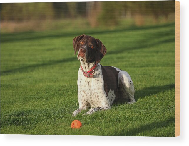 German Shorthaired Wood Print featuring the photograph German Shorthaired Pointer #1 by Brook Burling