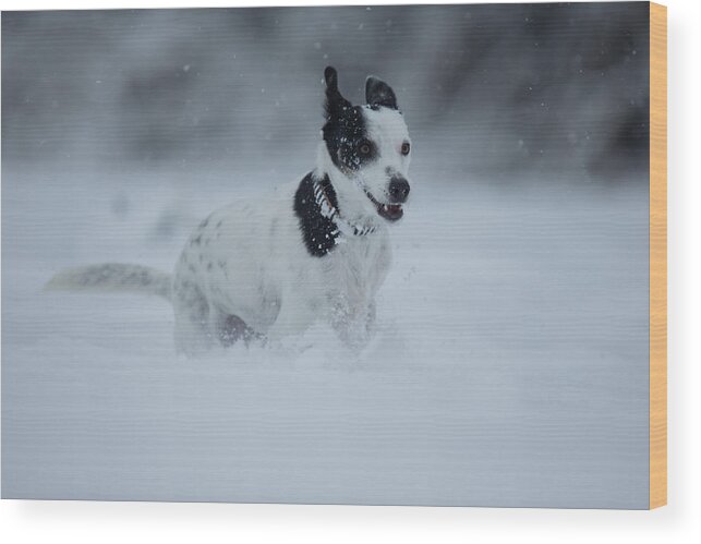 Pets Wood Print featuring the photograph Happy crossbreed dog running in snow, Switzerland #1 by Brigitte Blättler