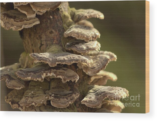 Affinity Photo Wood Print featuring the photograph Hen-of-the-wood #1 by Pics By Tony