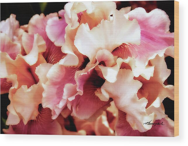 Color Wood Print featuring the photograph Iris Profusion #1 by Alan Hausenflock