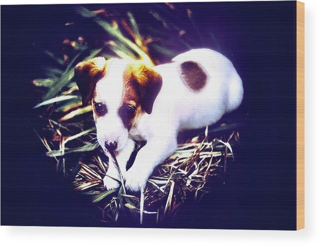 Jack Russell Wood Print featuring the photograph Jack Russell Terrier Puppy #1 by Gordon James