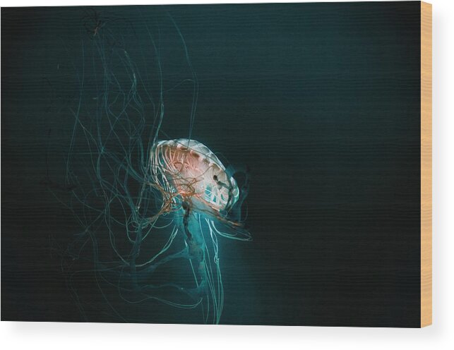 Japanese Sea Nettles Wood Print featuring the photograph Japanese Sea Nettles Jellyfish #1 by Marianna Mills