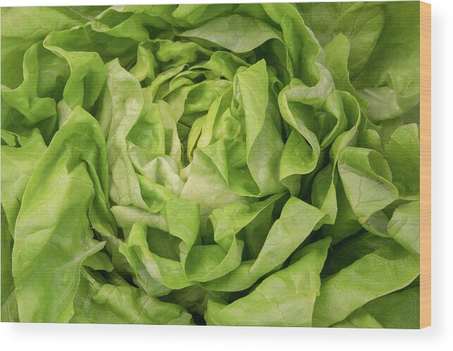 Lettuce Wood Print featuring the photograph Lettuce #1 by Fabrizio Troiani