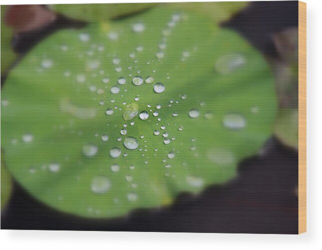 Green Water Wood Print featuring the photograph Lilypad #1 by Carolyn Stagger Cokley