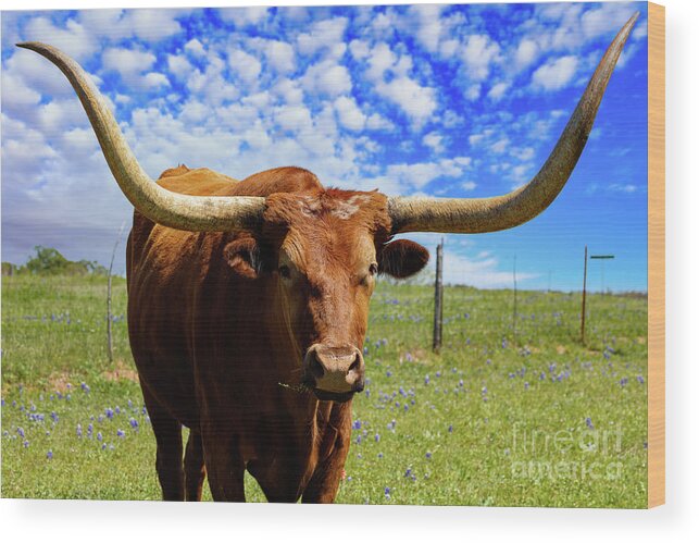 African Breed Wood Print featuring the photograph Longhorns #1 by Raul Rodriguez