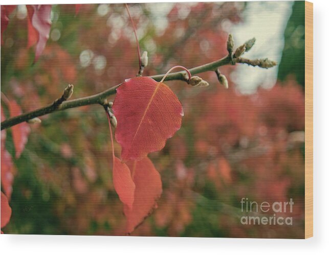 Leaf Wood Print featuring the photograph Nearing the End #1 by Elaine Teague