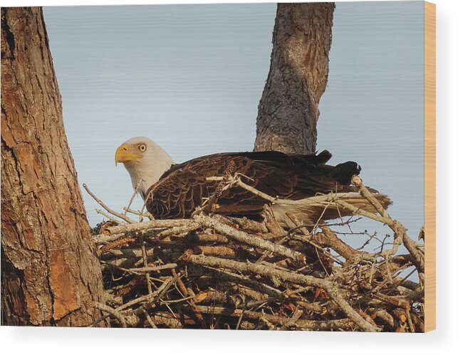 Eagle Wood Print featuring the photograph Nesting Mother #1 by Les Greenwood