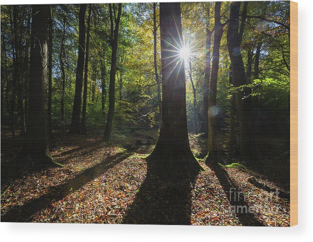 Forest Wood Print featuring the photograph October Morning #2 by Eva Lechner