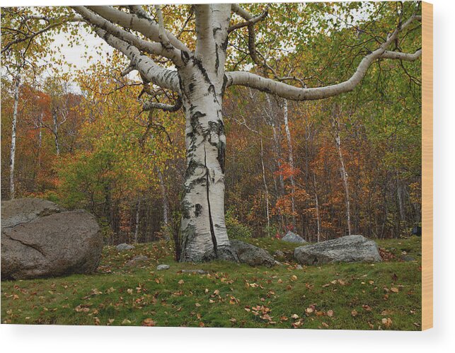 Fall Wood Print featuring the photograph Old White Birch #1 by Betty Pauwels