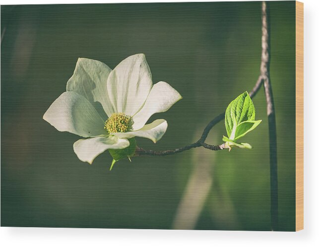 Yosemite National Park Wood Print featuring the photograph One #1 by Jonathan Nguyen