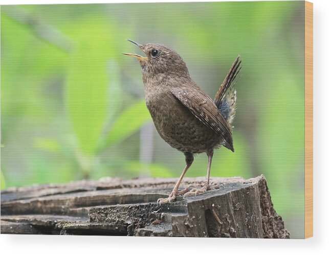 Wren Wood Print featuring the photograph Pacific-winter Wren #1 by Terry Dadswell