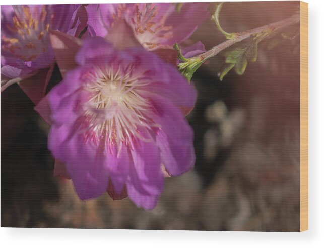  Wood Print featuring the photograph Pasque Flower #1 by Laura Terriere