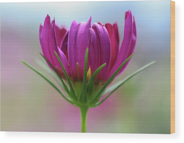 Flower Wood Print featuring the photograph Poised Perfection by Mary Anne Delgado