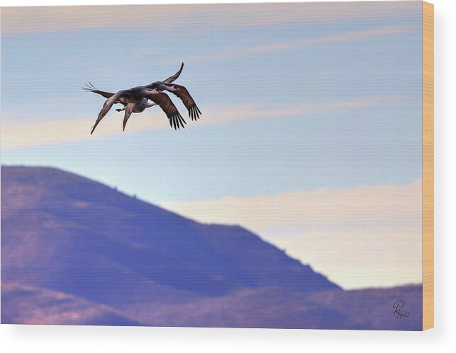Wildlife Wood Print featuring the photograph Precision Pair by Robert Harris