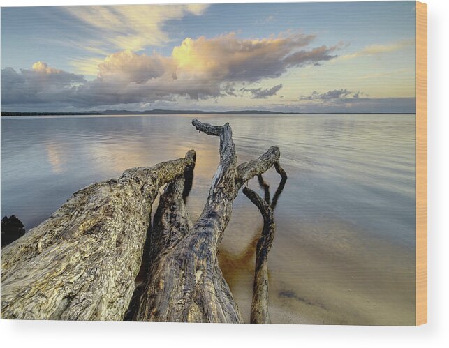 Tree Wood Print featuring the photograph Reaching out #1 by Nicolas Lombard