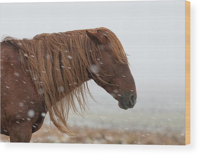 Wild Horses Wood Print featuring the photograph Red Lion #2 by Mary Hone