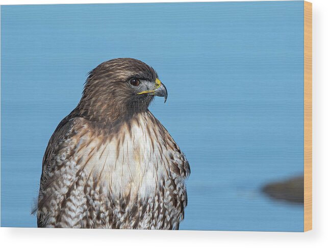 Raptor Wood Print featuring the photograph Red Tailed Hawk 6 by Rick Mosher