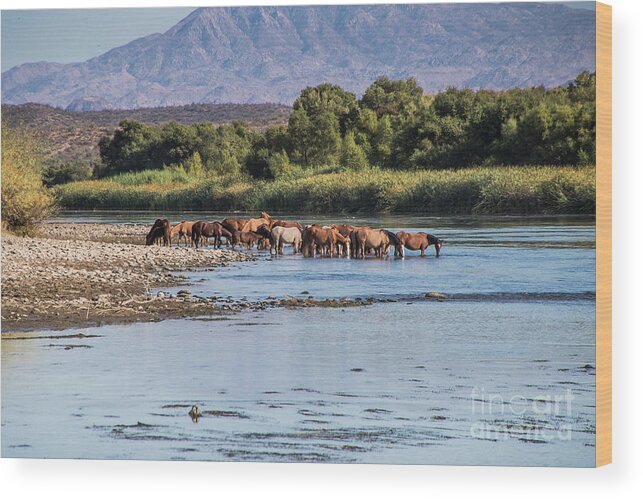 Arizona Wood Print featuring the photograph Salt River Horses #2 by Kathy McClure