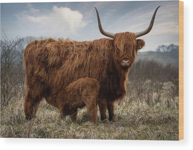 Mammal Wood Print featuring the photograph Scottish Highlander With Calf #1 by Marjolein Van Middelkoop