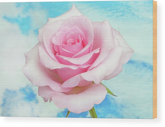 Roses Wood Print featuring the photograph Sky Pink Rose #1 by Terence Davis