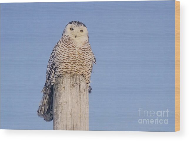 Snowy Owl Wood Print featuring the photograph Snowy Owl #1 by Charline Xia