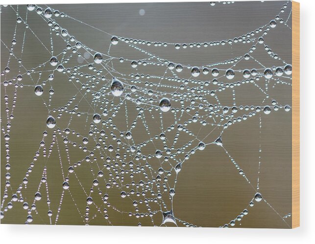 Astoria Wood Print featuring the photograph Spiderverse #2 by Robert Potts