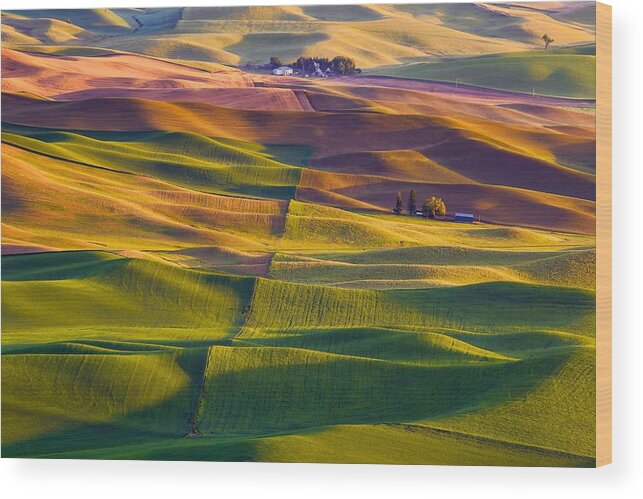 Spring On The Palouse Wood Print featuring the photograph Spring on the Palouse by Lynn Hopwood