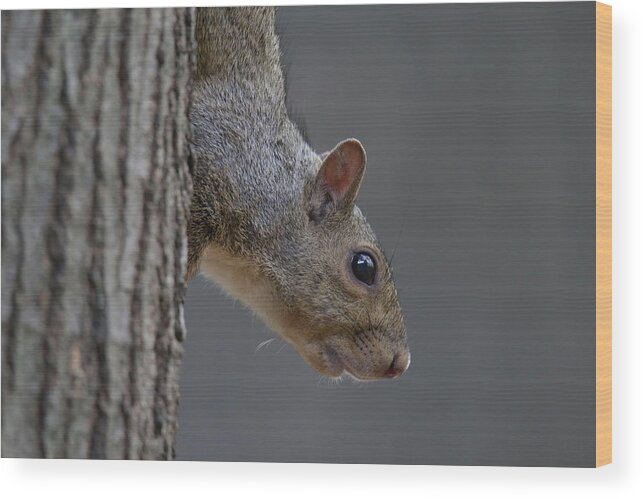 Grey Squirrel Wood Print featuring the photograph Squirrel #1 by Brook Burling