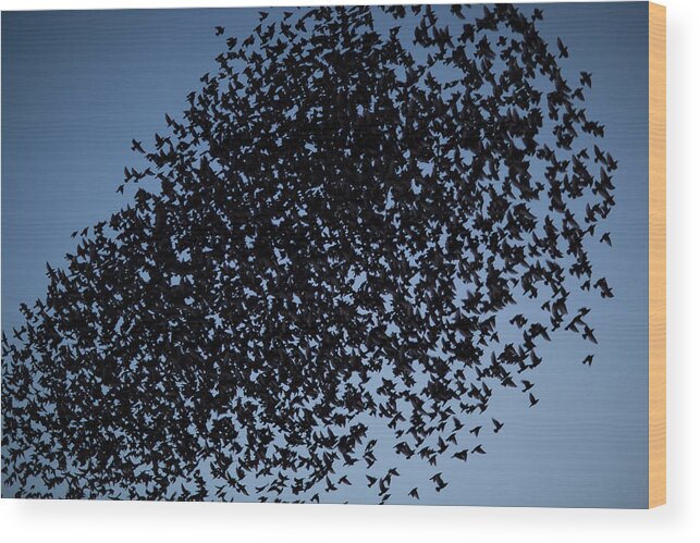 Animal Themes Wood Print featuring the photograph Starlings #1 by Reyaz Limalia