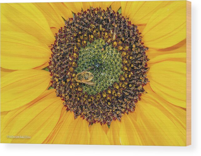 United_states Wood Print featuring the photograph Sun Flowers #1 by LeeAnn McLaneGoetz McLaneGoetzStudioLLCcom