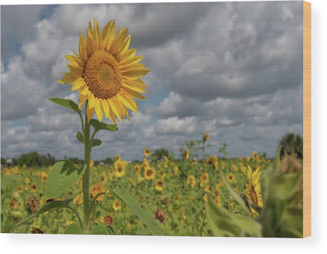 Sunflower Wood Print featuring the photograph Sunflower in Field by Carolyn Hutchins
