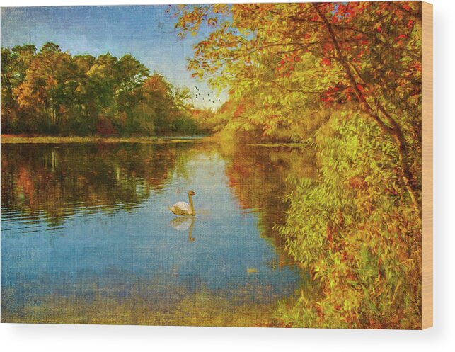 Landscape Wood Print featuring the photograph Swan in Autumn #1 by Cathy Kovarik