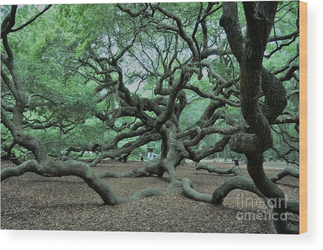 #fineartamerica #photography #images #prints #art #wallart #artist #artwork #homedecoration #framed #acrylic #homedecor #posters #coffeemug #canvasprints #fineartamericaartist #greetingcards #mug #homedecorating #phonecases #tapestries #gregweissphotographyart #grooverstudios Wood Print featuring the photograph The Angel Oak by Groover Studios