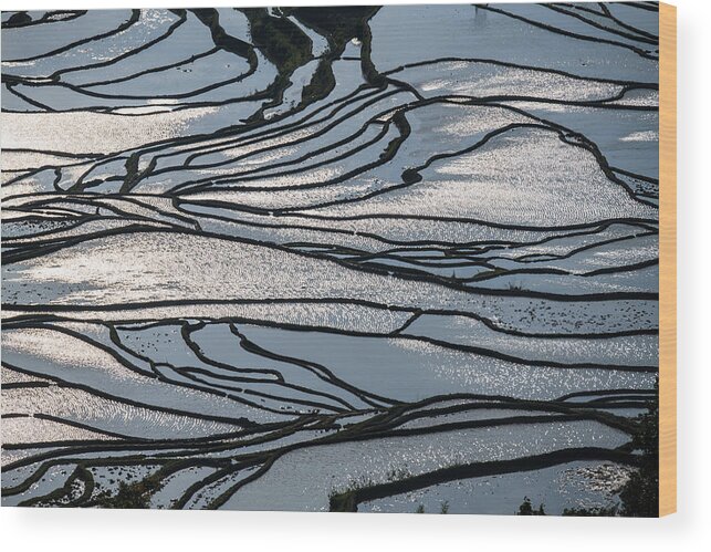 Rice Paddy Wood Print featuring the photograph The beautiful terrace Line #1 by Zhouyousifang