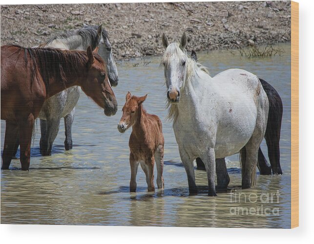 Wild Stallions Wood Print featuring the photograph The Family Circle #2 by Jim Garrison