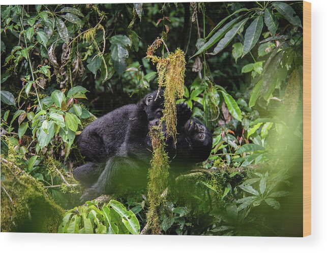 Gorillas Wood Print featuring the photograph The Hug by Kush Patel