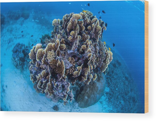 Tranquility Wood Print featuring the photograph The underwater world of Java Sea, Gili Islands, Lombok, Indonesia. #1 by Giordano Cipriani