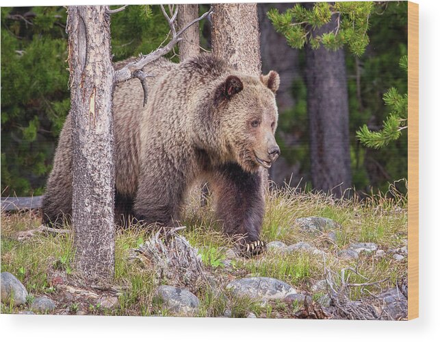 Grizzly Bear Wood Print featuring the photograph Top of the Food Chain #1 by Jack Bell
