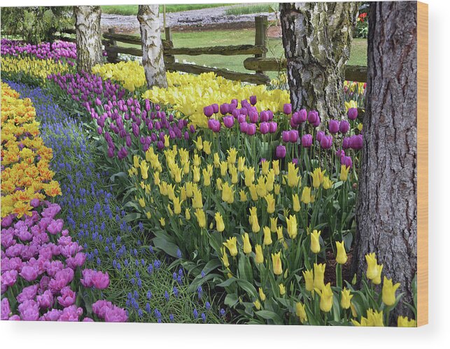 Tulips Wood Print featuring the photograph Tulips by Jerry Cahill