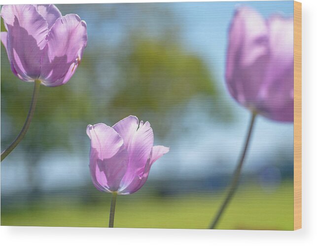 Tulip Wood Print featuring the photograph Tulip 3 by Kathy Paynter