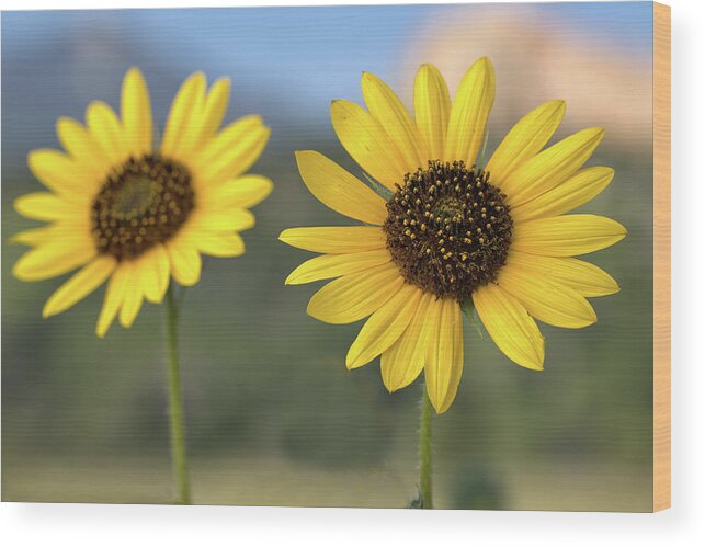Sunflower Wood Print featuring the photograph Two Sunflowers #1 by Bob Falcone