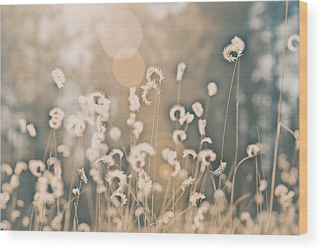 Wheat Wood Print featuring the photograph Wheat Fields #1 by Carmen Kern